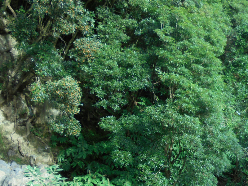 floresta