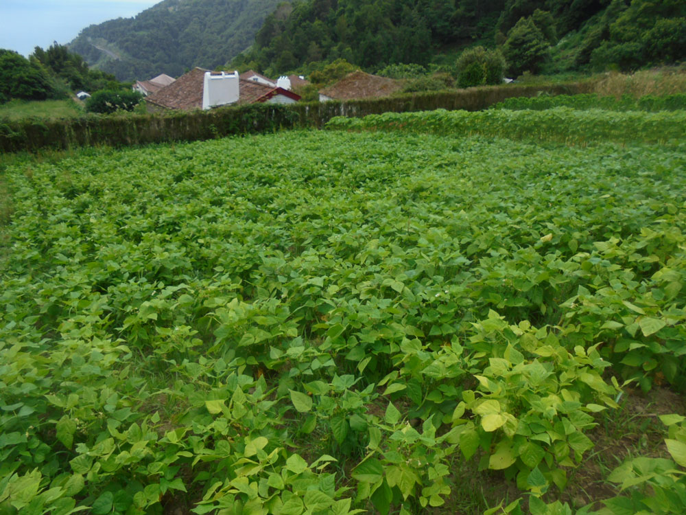 feijaorasteiro DSC02279