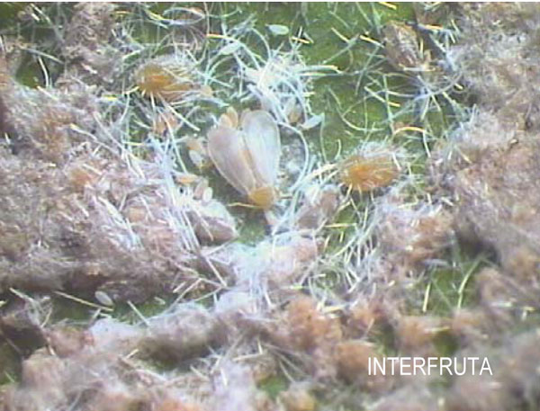 mosca branca