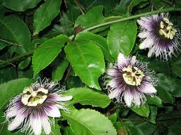 maracuja