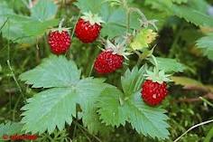 morango